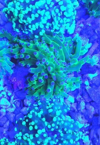 lYQ6VOSii9BmwpC9ssYiDoCrtmdfuwXA7Mqp0Bh2kMw zpsekmt1kgd - Colorful Coral Pics W/Prices! Only From Tropicorium!