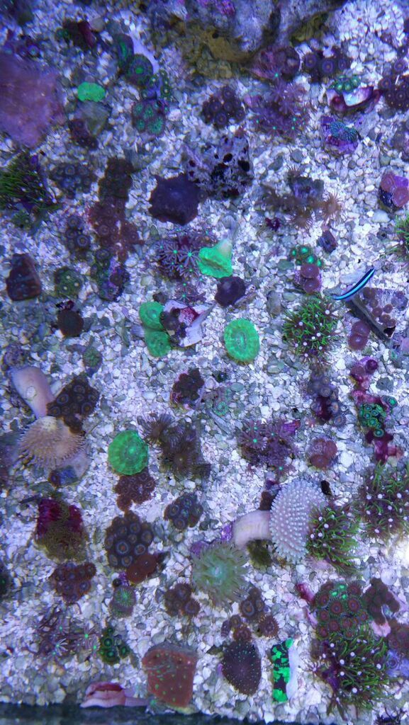 lyf9eLm3Z19guvc h  CvAx6pqGM26kMxpMRfvU65zc zpsvodicogb - Super Coral Sale $9.99 & $24.99 Pics! Tropicorium!!!5/17