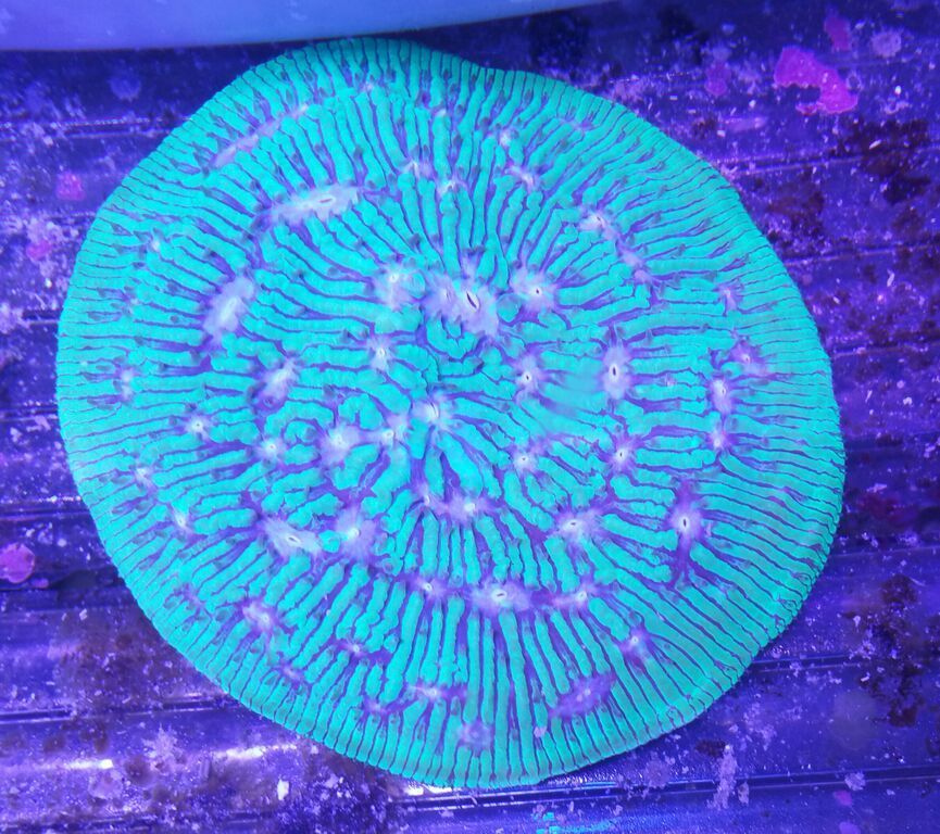 mEzxkDB KAjrshNhcT7vQbJF4QNAhjYyL0t fcwBPpE zpsvn3gcein - Huge Shipments Just In @Tropicorium!!! Pics!!!8/28