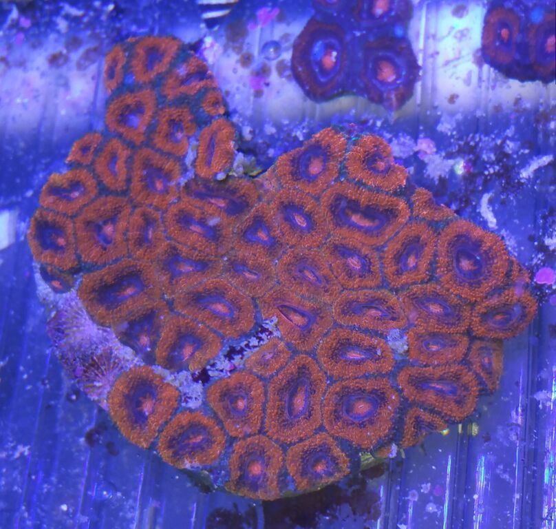 mnQDIr3ngVef42 NLB698cqBAxDPacYp  JvI8TOOgE zpsd1d5vz6v - Killer Corals Cheap/ $14.99 Cleaner Shrimp! Pics/Prices!
