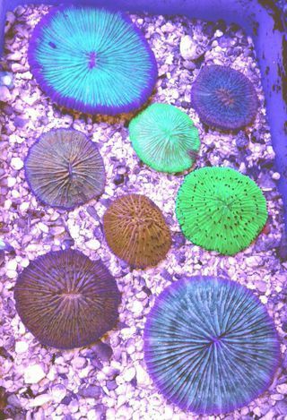 muOFAZGdh5wVna7l1jrOfjyQOV9 6LxRJXbNH7yJ4e8 zpsbmwsylan - Colorful Coral Pics W/Prices! Only From Tropicorium!