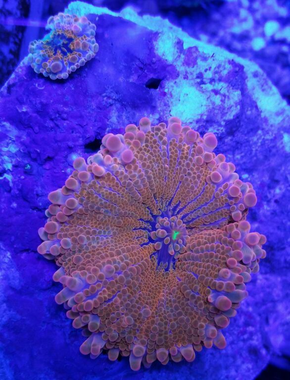 nSeP6r7mDf8RFZvEduzzshA ZOALRacA2Zz6cq3paQI zpsbh09x2li - Killer Corals Cheap/ $14.99 Cleaner Shrimp! Pics/Prices!
