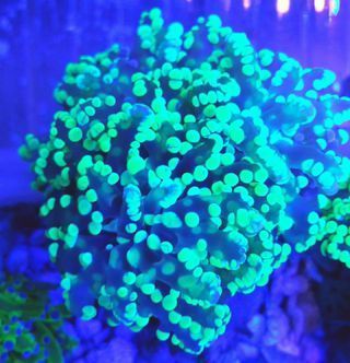 ngsbI173e FXudWQyGl6CumXnQnEuSyQdLcDyuiEVHA zpsl45nnhlr - Colorful Coral Pics W/Prices! Only From Tropicorium!