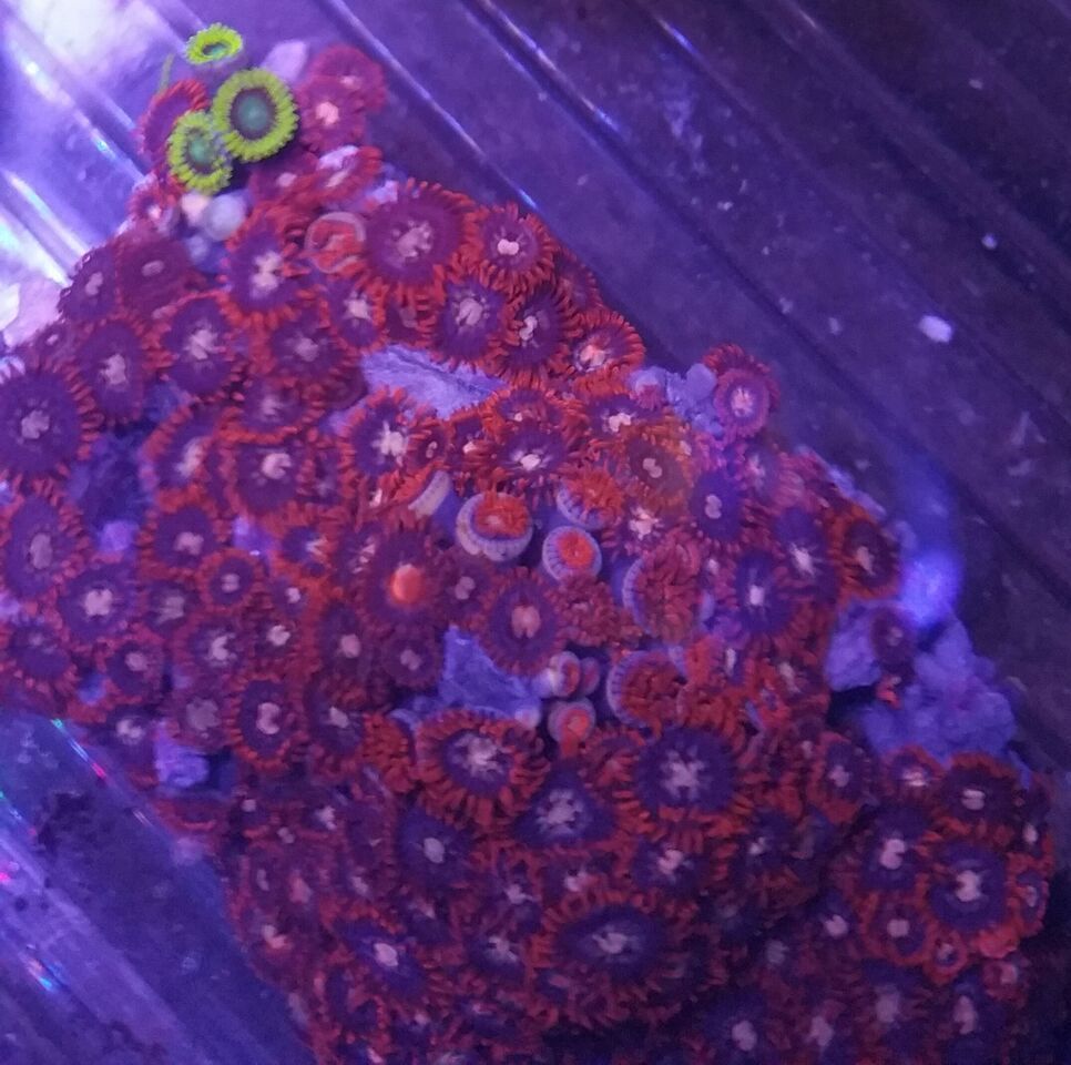 nk1UgdyXD8TKyx 2pf e Dvp3el54mPRc1z8c5b0LOY zps9kb8yhix - Christmas Colors For Your Reef! 200 New Zoa Colonies + More!!!