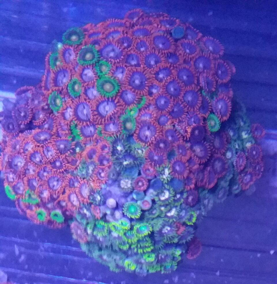 nqffJjjixGPLXw9lGdwc2 JiB1gRCZ9GrKWiNb2byec zpsafewlubq - Christmas Colors For Your Reef! 200 New Zoa Colonies + More!!!