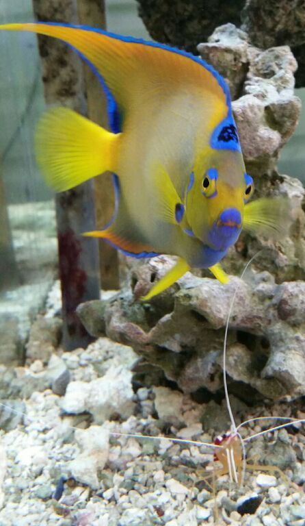 nqmszOYU2Av7J4t9ZZoFgqyy6pFO3wZ1cHipcdbbVO8 zpsqamjpckf - Excellent Tanked Fish & Corals For You! Only From Trop!10/23