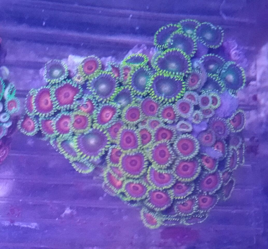 nvnR3lcdqcCDZ1k6H3vGqiVDHXCVulWOqxc6NiCmZcM zpsfpysseyh - Christmas Colors For Your Reef! 200 New Zoa Colonies + More!!!