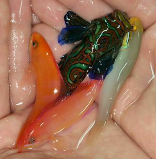 oGQyNlFAzexe7 qaYzhBmDQk SSeMWx2GZOi9M0wA g zpsqnqku4xy - Awesome Fish Pics!!! Killer Prices!! Come and get'em!
