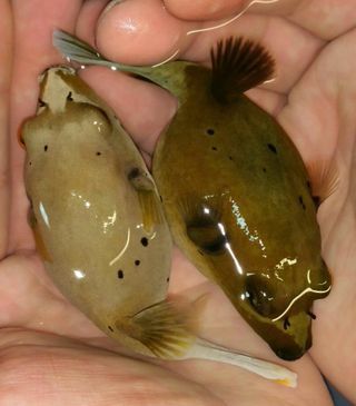 o McvfoUVVmraMeBf3lWsrAq2xn9Mk7tvmV2 P3DeRA zpsjuvm5k6x - Awesome Fish Pics!!! Killer Prices!! Come and get'em!