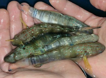 q8ulWkVja2rLGNeaKLtMXOmVt40iN10Z8Pzse4e727Q zpspurbqgwz - Awesome Fish Pics!!! Killer Prices!! Come and get'em!