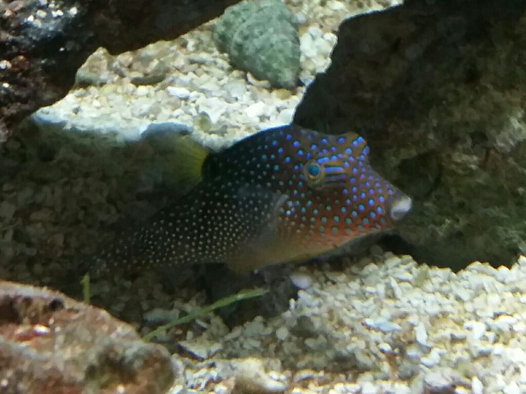 q k0l 2eK3cYWM4CVmzX5b7m9S5w4aIcNhmz4cR lrY zpsm7rys5tz - Excellent Tanked Fish & Corals For You! Only From Trop!10/23