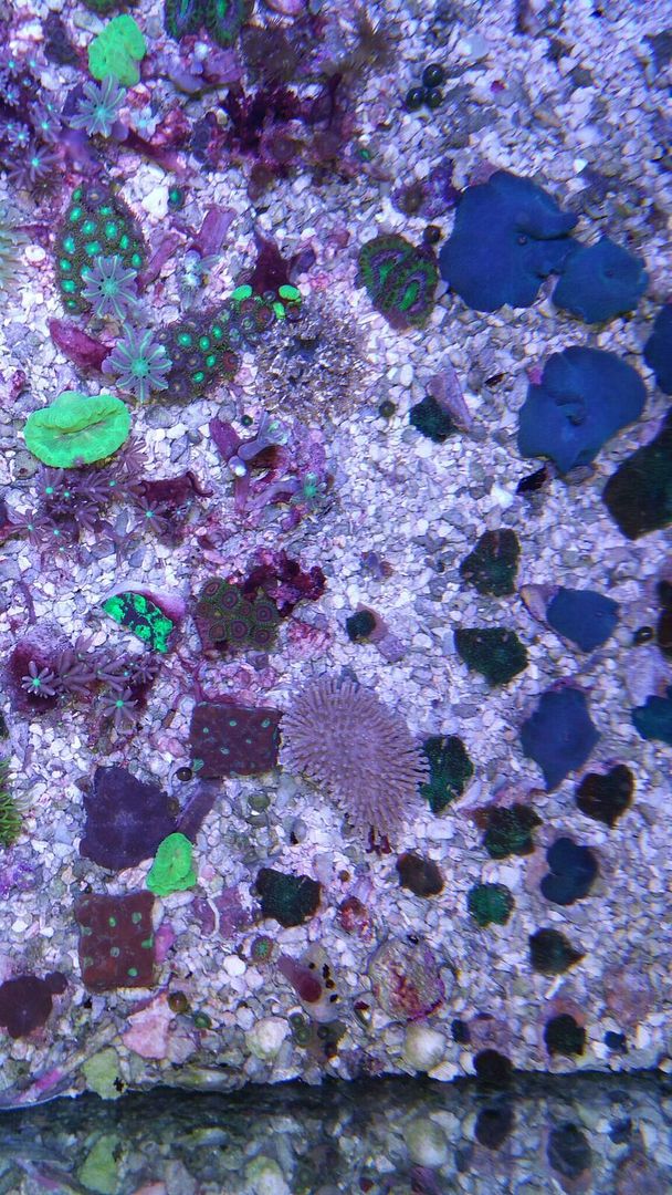 qaw9lCs9MjR2gY 0ShAFBfIokBUIjhAztgPY9qtdExo zps2qmbm0zn - Super Coral Sale $9.99 & $24.99 Pics! Tropicorium!!!5/17