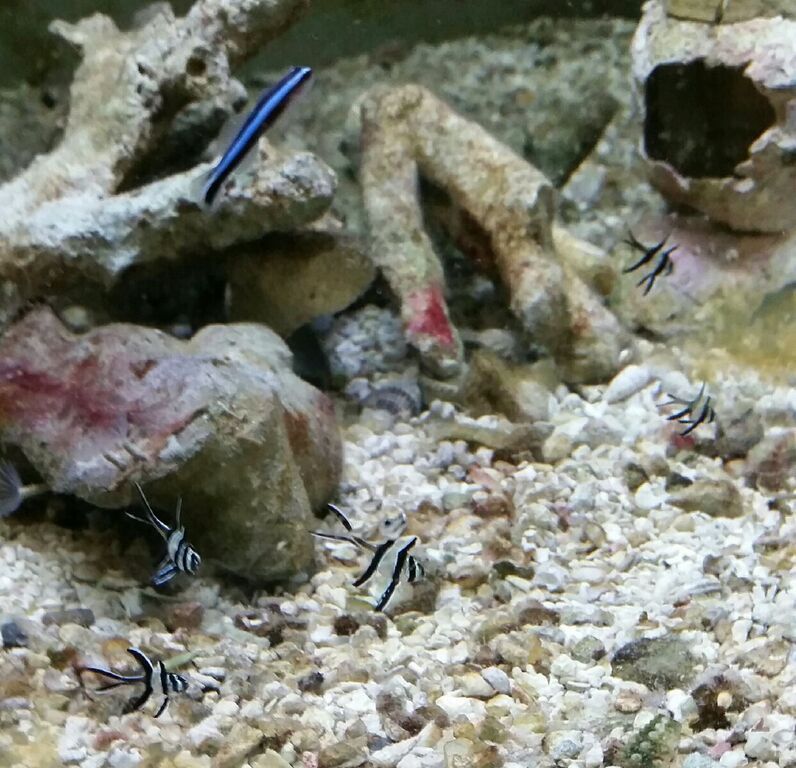 Healthiest, Happiest, Fish & Inverts Possible!!! Pics/Prices!!!10/9 qgzCvSkh5s 0DdvW IbC Boarw39caESolMcGSn61c zpsgqglevea - Healthiest, Happiest, Fish & Inverts Possible!!! Pics/Prices!!!10/9