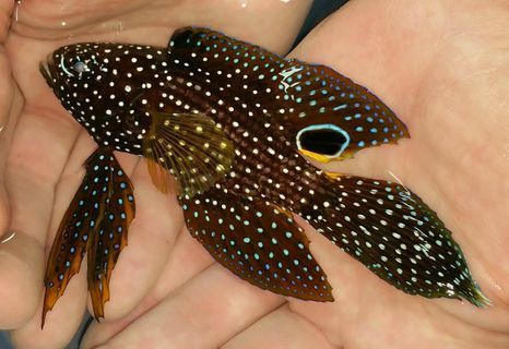 r pBjHBByjMAwKoVf8JWF9cHRza16mJbG57hSZ8U4RQ zpshuzjxi9p - Awesome Fish Pics!!! Killer Prices!! Come and get'em!