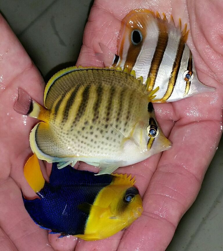 s0J yBI3gGJgGtvXS2vC9D DoapwA863iAOOsGHQi9I zpsyo9x7v6u - Fresh Fish! Pics & Prices!! Only From Tropicorium!!!12/4/15