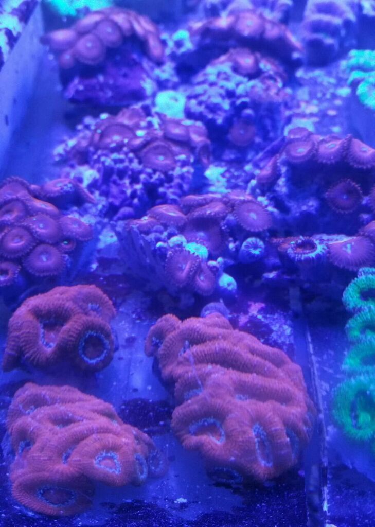 skCknb0ywRNJCV3TqPTngpmFElkYTvG k7rNWGMxUfo zps49kgv24c - Killer Corals From Tropicorium!5/15