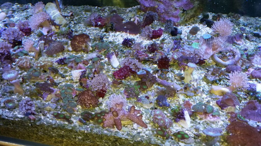 thG6oMd7JcU9DUE7wxI7pl2GVkEr2UkAkvM9aKRjRbw zpsddeajg4b - Over 400 Frags For Only $9.99 Each!! Zoas,Palys, Acans,Softies...