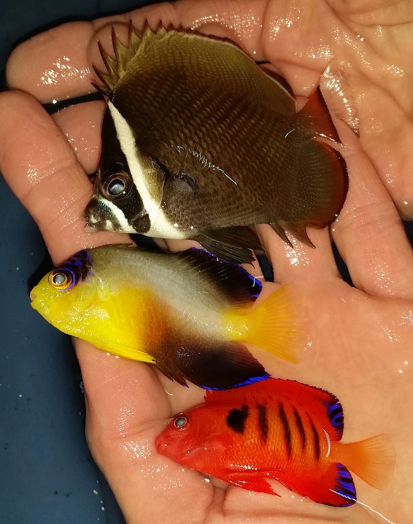 20160309 145502 1 zps7f7ngz2s - We've Got It All!!! Only @ Tropicorium!!! Pics/Prices 4/11