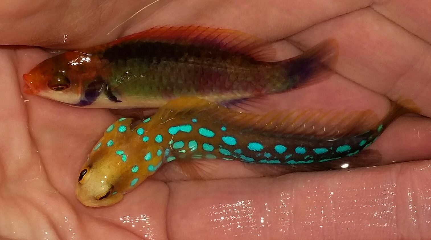 20160309 145546 1 zpsuaoy6hpl - We've Got It All!!! Only @ Tropicorium!!! Pics/Prices 4/11