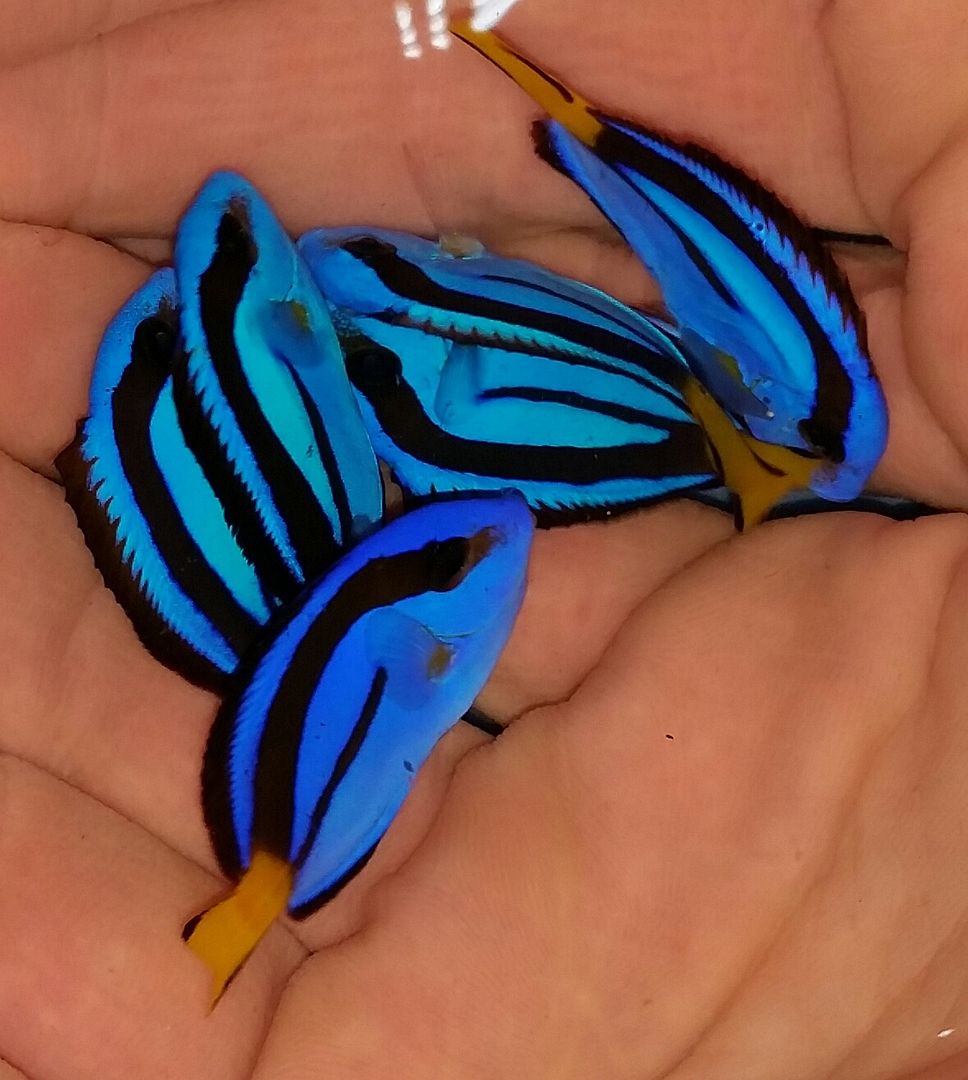 20160309 145811 1 zpscogiskue - We've Got It All!!! Only @ Tropicorium!!! Pics/Prices 4/11