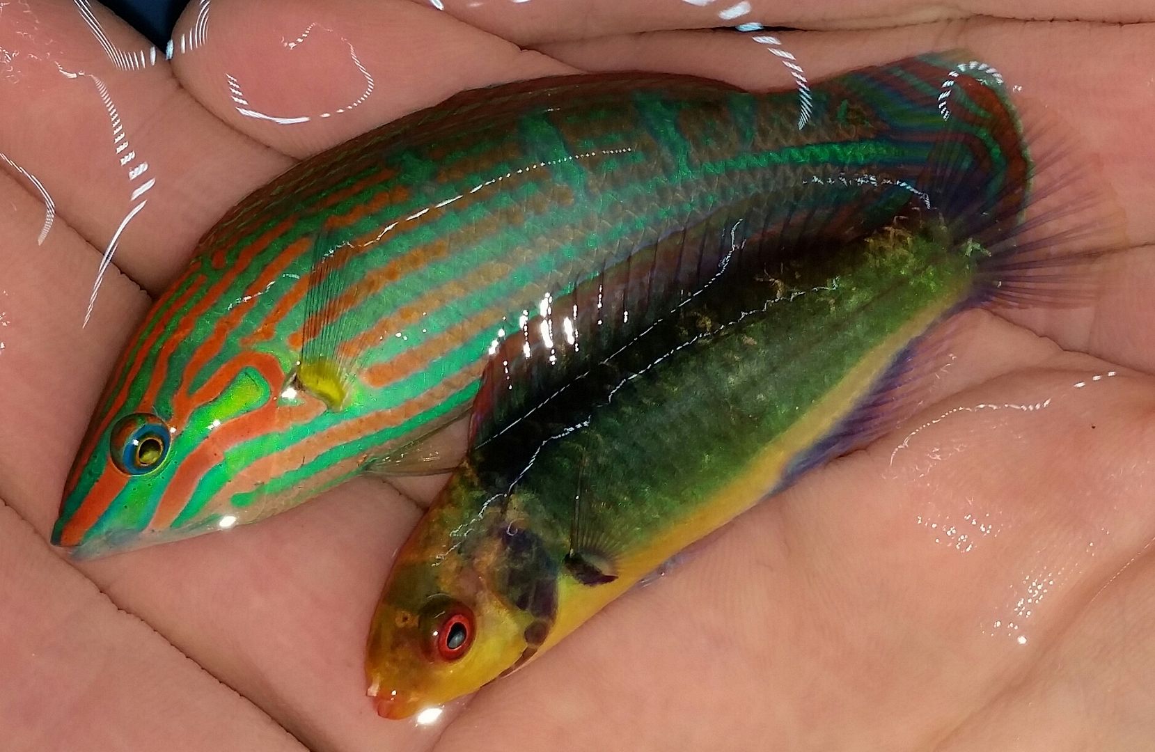 20160309 145937 1 zpsqz3ly8ns - We've Got It All!!! Only @ Tropicorium!!! Pics/Prices 4/11