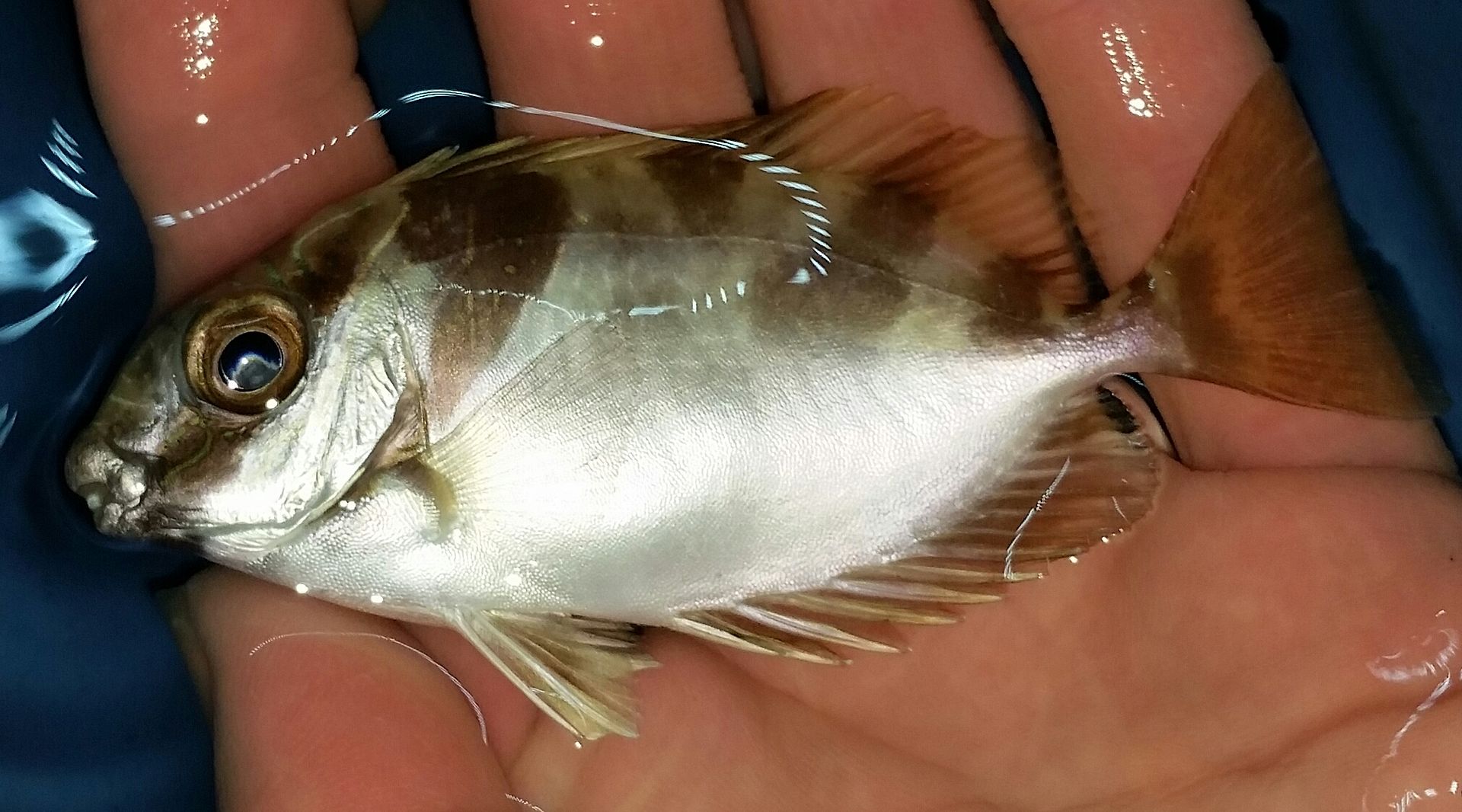 20160309 150059 1 zpsklaj9zw7 - We've Got It All!!! Only @ Tropicorium!!! Pics/Prices 4/11