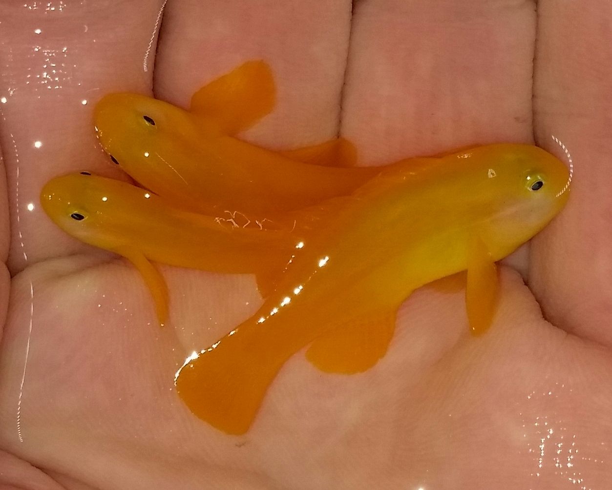 20160309 150124 1 zpsdl5yio04 - We've Got It All!!! Only @ Tropicorium!!! Pics/Prices 4/11