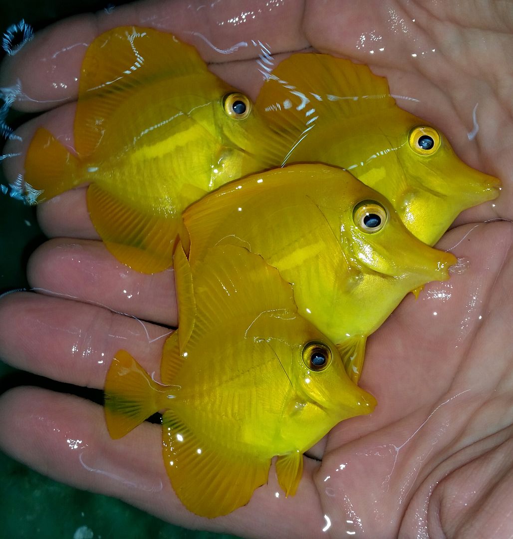 20160309 150209 1 zpseapnoo1h - We've Got It All!!! Only @ Tropicorium!!! Pics/Prices 4/11