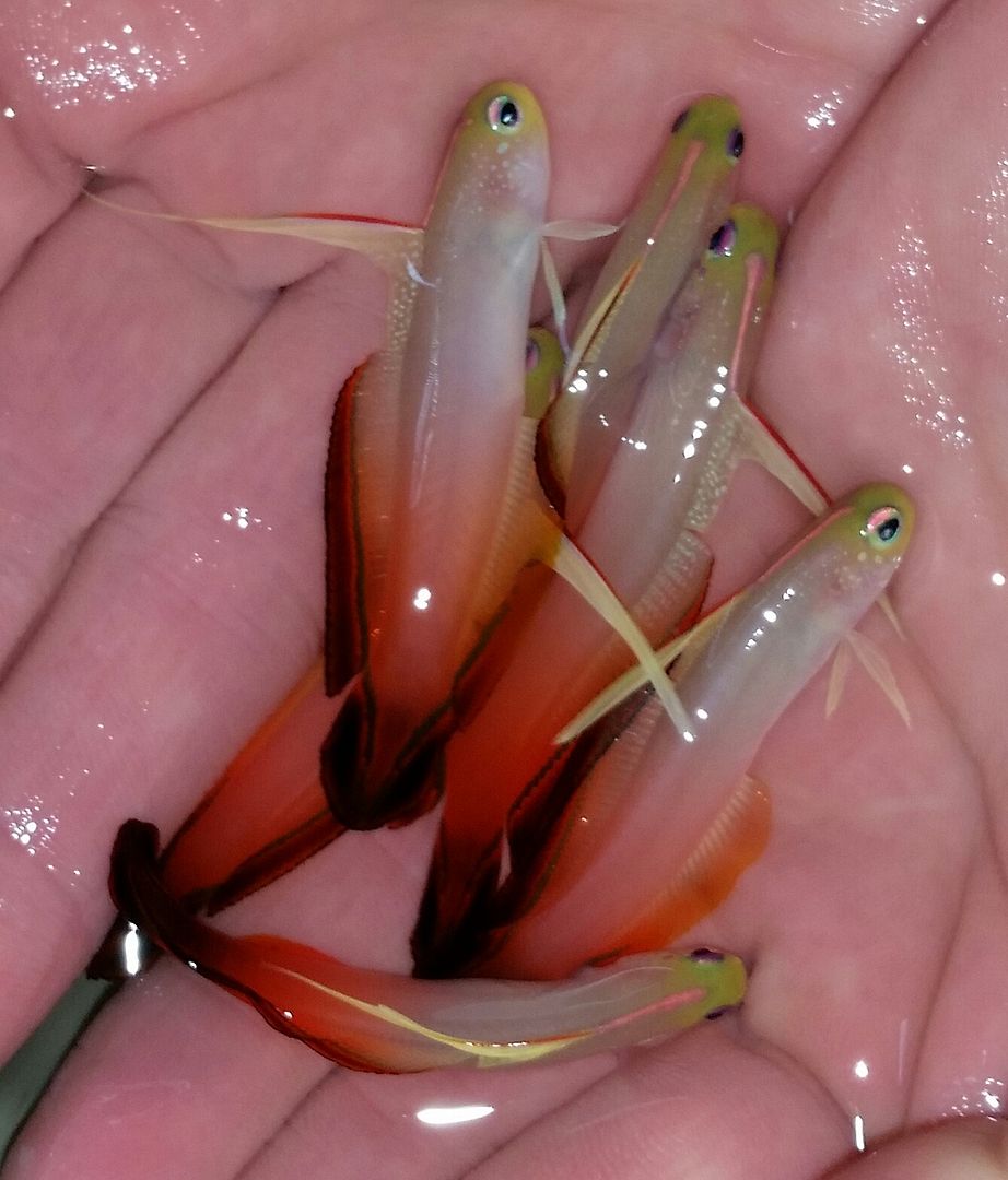 20160309 150347 1 zps6if2ragh - We've Got It All!!! Only @ Tropicorium!!! Pics/Prices 4/11