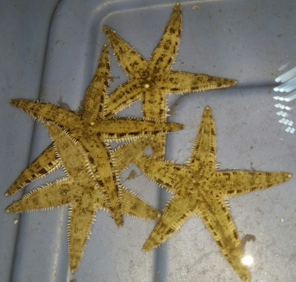 20160309 150454 1 zpsubkxbbtq - We've Got It All!!! Only @ Tropicorium!!! Pics/Prices 4/11