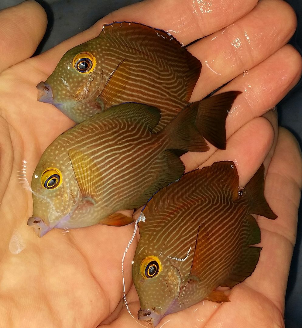 20160309 150632 1 zpsc1s4klmc - We've Got It All!!! Only @ Tropicorium!!! Pics/Prices 4/11