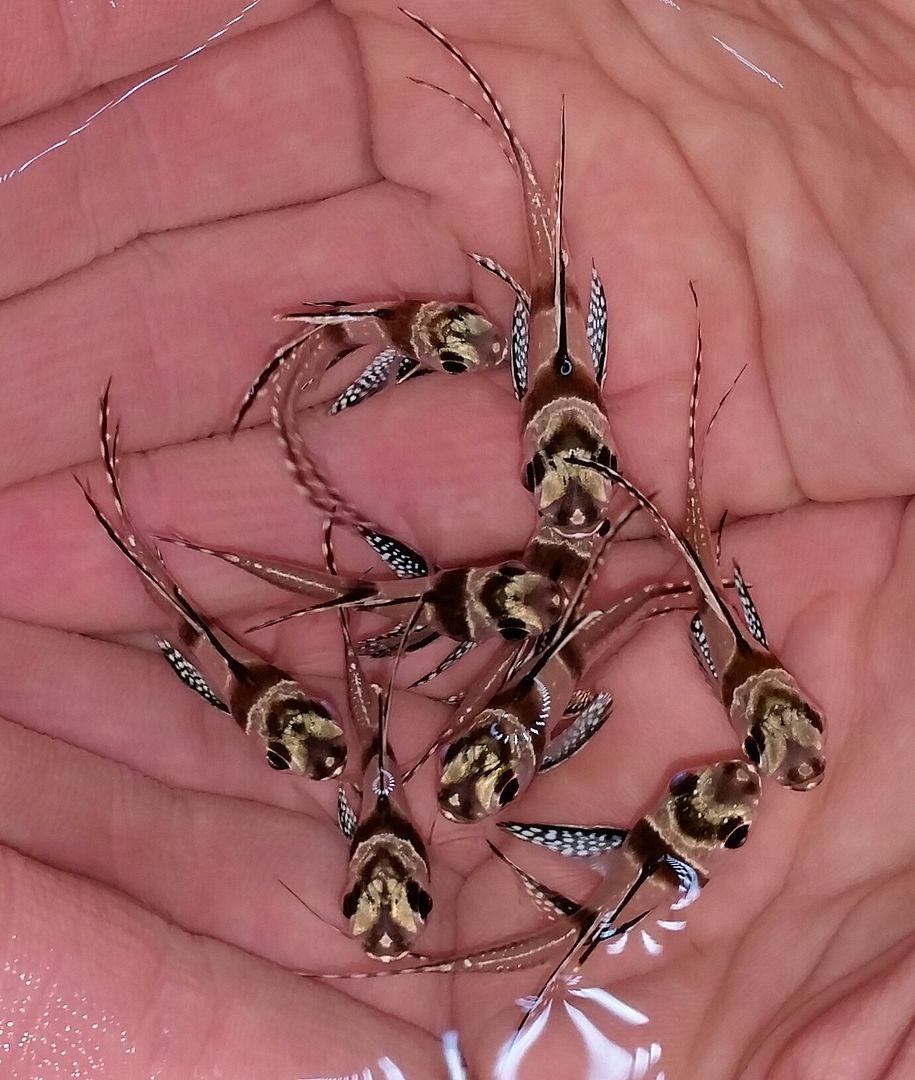 20160309 150709 1 zpswwmfzcwm - We've Got It All!!! Only @ Tropicorium!!! Pics/Prices 4/11