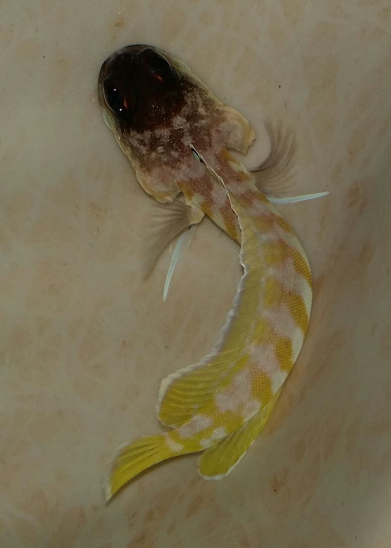 20160309 150814 1 zps1wqltupj - We've Got It All!!! Only @ Tropicorium!!! Pics/Prices 4/11