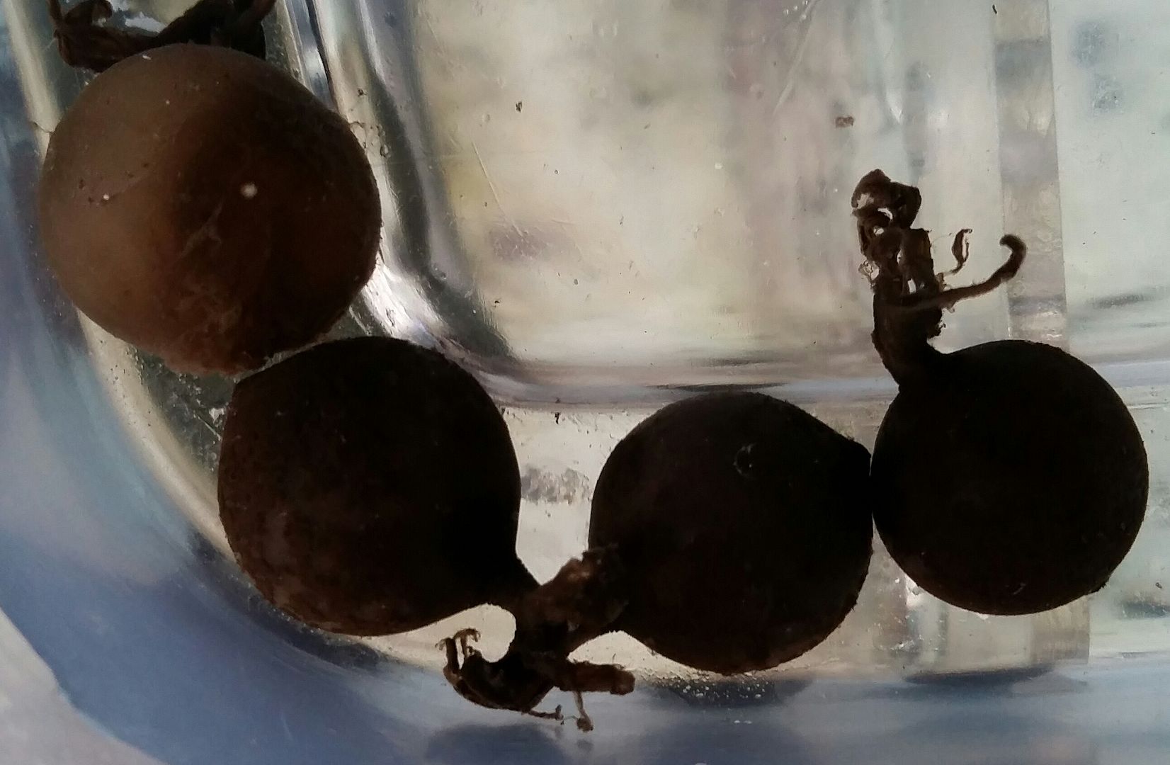 20160309 151007 1 zps5k9bkjkc - We've Got It All!!! Only @ Tropicorium!!! Pics/Prices 4/11