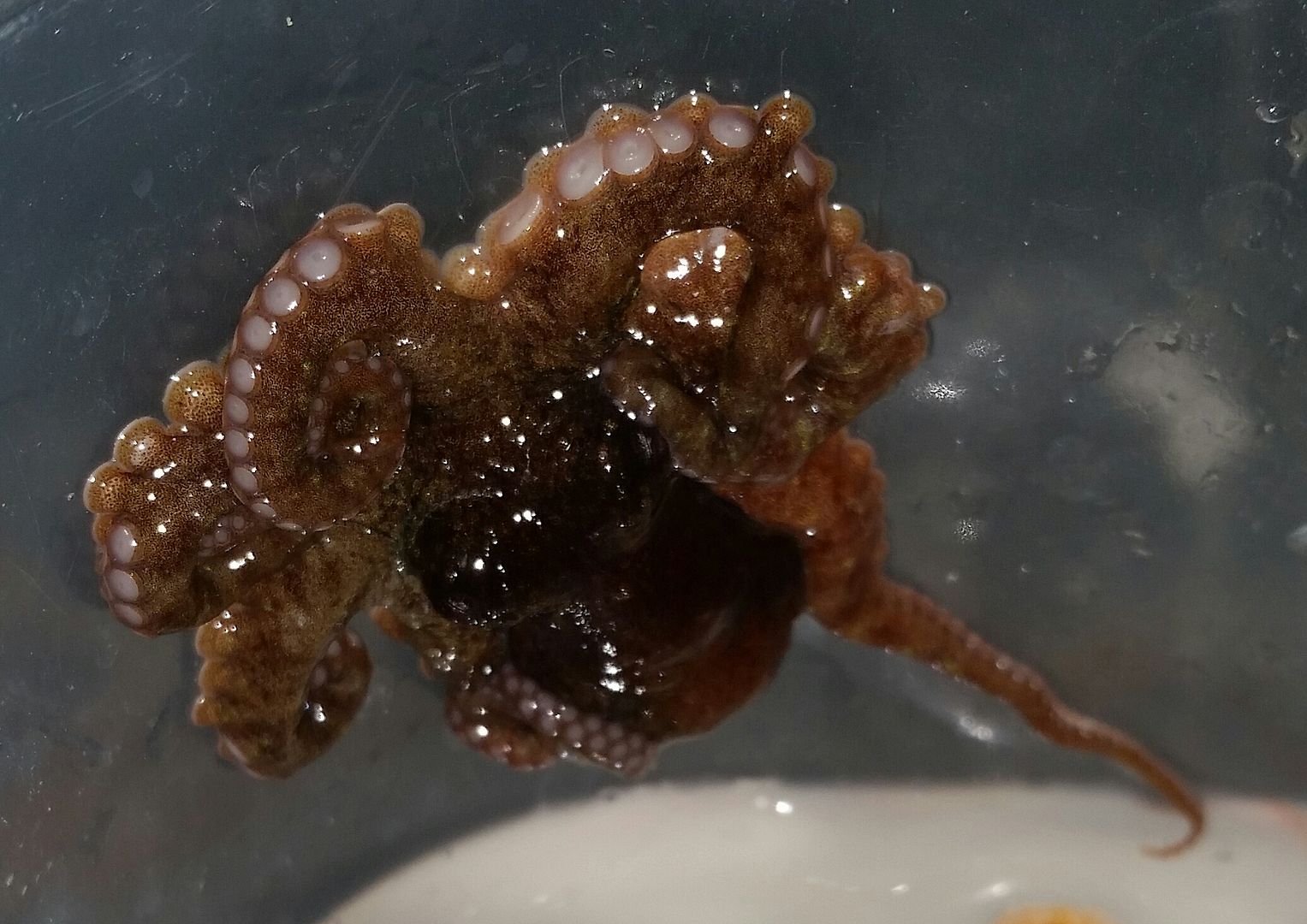 20160309 151043 1 zpsowbxrl34 - We've Got It All!!! Only @ Tropicorium!!! Pics/Prices 4/11