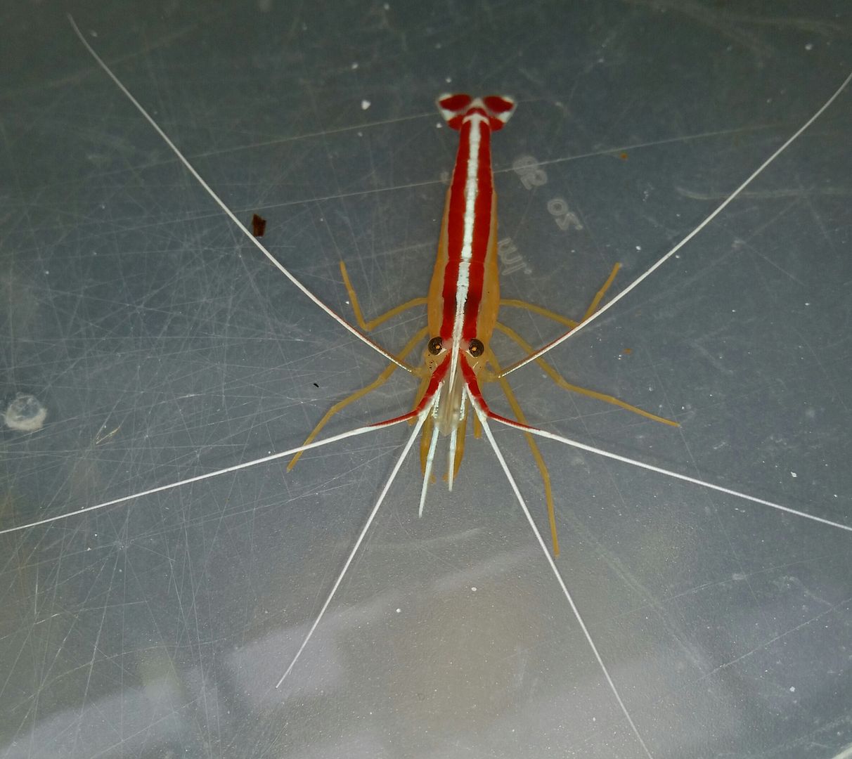 20160309 151106 1 zps9aefvjom - We've Got It All!!! Only @ Tropicorium!!! Pics/Prices 4/11