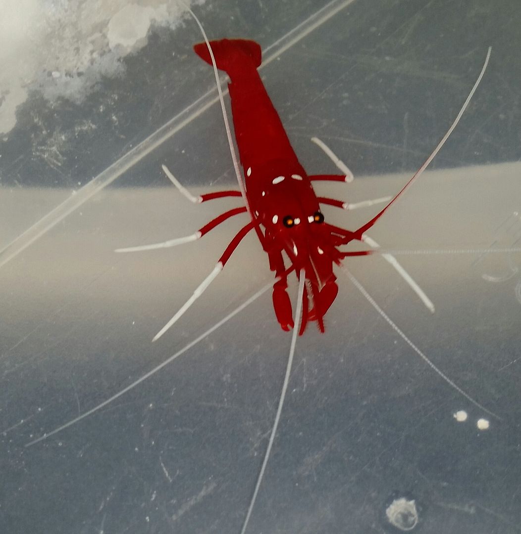 20160309 151114 1 zpswnsyeqrf - We've Got It All!!! Only @ Tropicorium!!! Pics/Prices 4/11