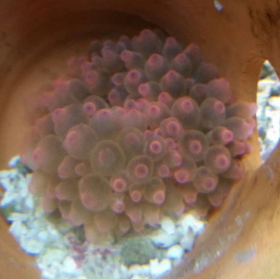 20160311 093103 1 zps8whmr7vx - We've Got It All!!! Only @ Tropicorium!!! Pics/Prices 4/11