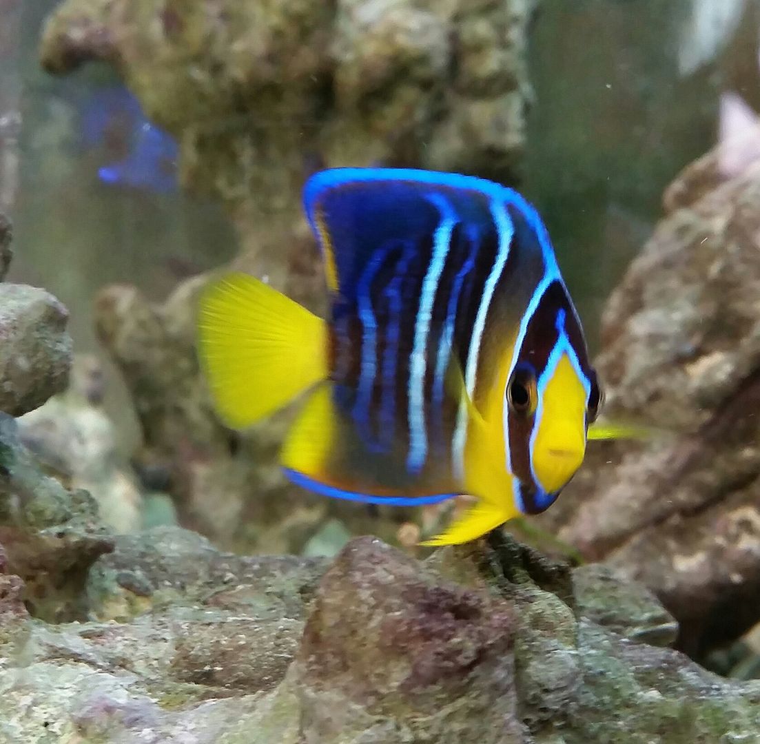 20160311 093112 1 zpsigczs9ng - We've Got It All!!! Only @ Tropicorium!!! Pics/Prices 4/11