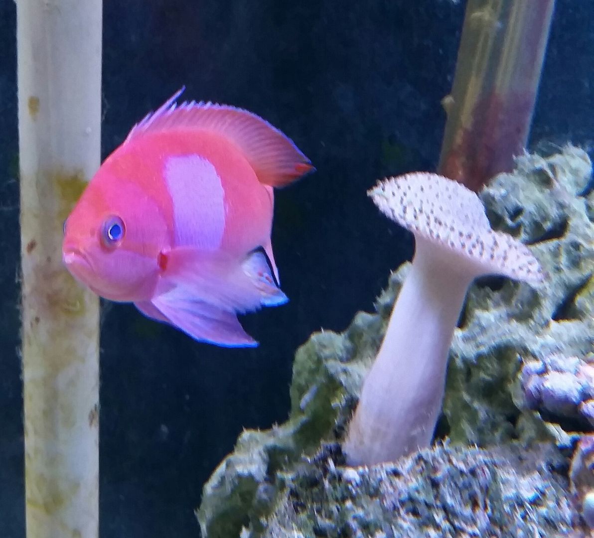 20160311 093158 1 zps2keyotth - We've Got It All!!! Only @ Tropicorium!!! Pics/Prices 4/11