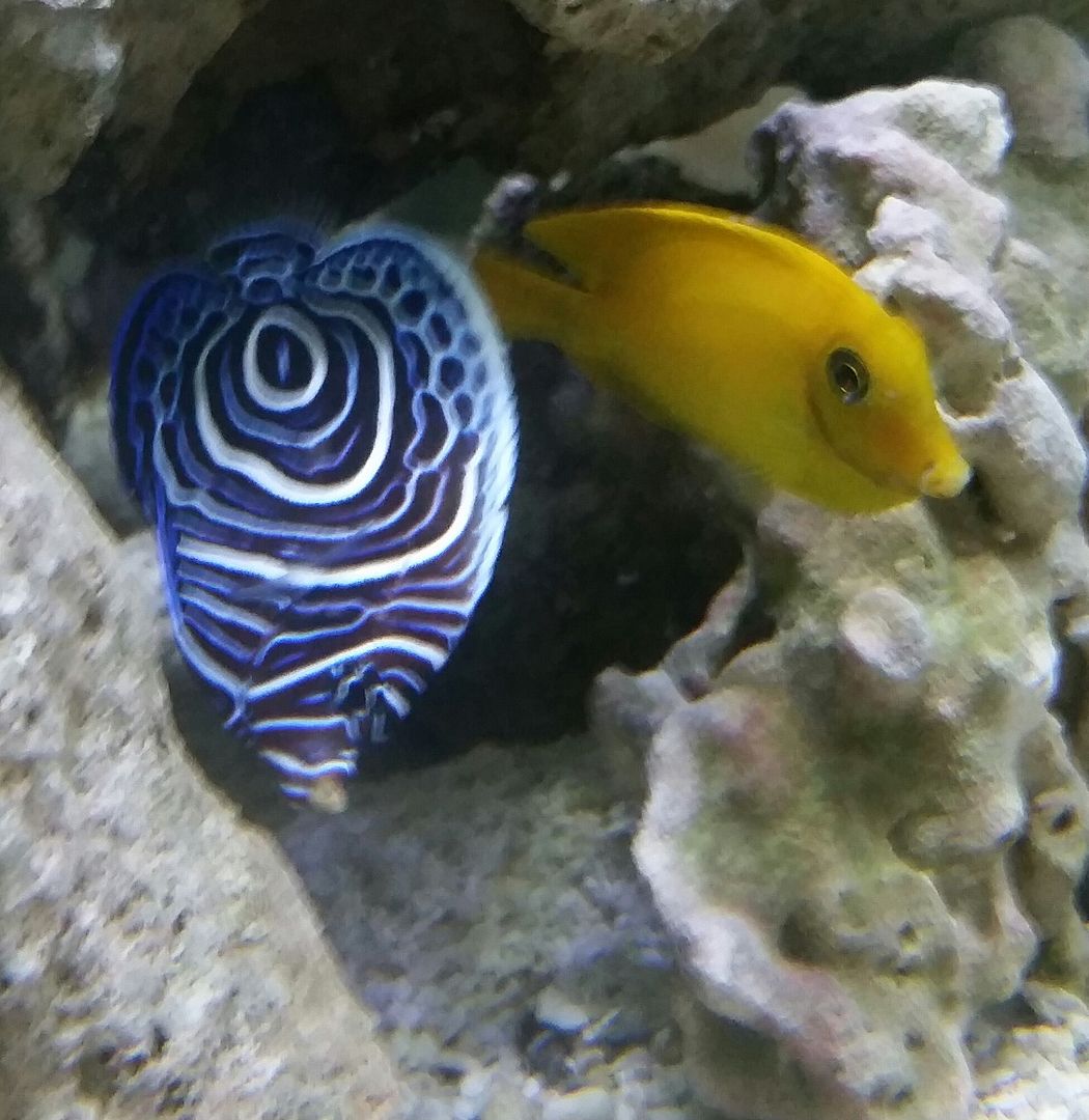 20160311 093214 1 zpslxpssfop - We've Got It All!!! Only @ Tropicorium!!! Pics/Prices 4/11