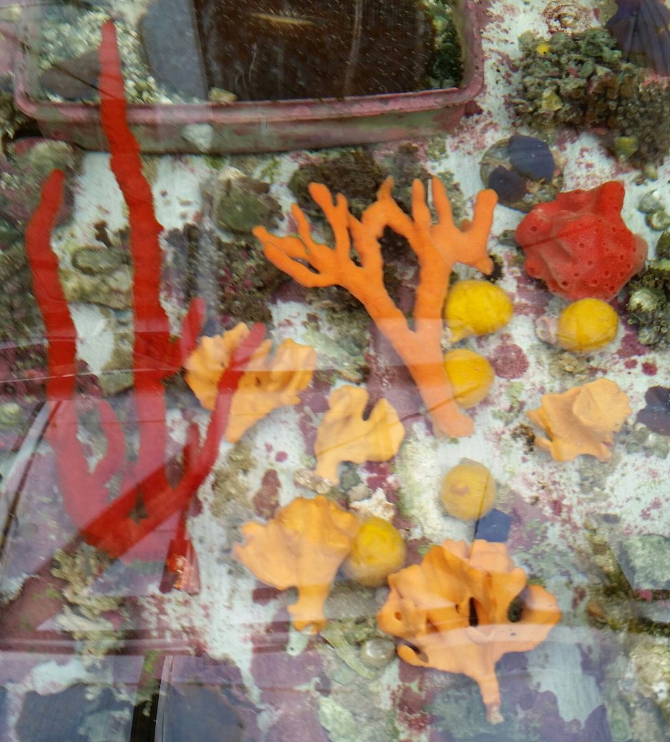 20160311 093331 1 zpsypnuhjwz - We've Got It All!!! Only @ Tropicorium!!! Pics/Prices 4/11