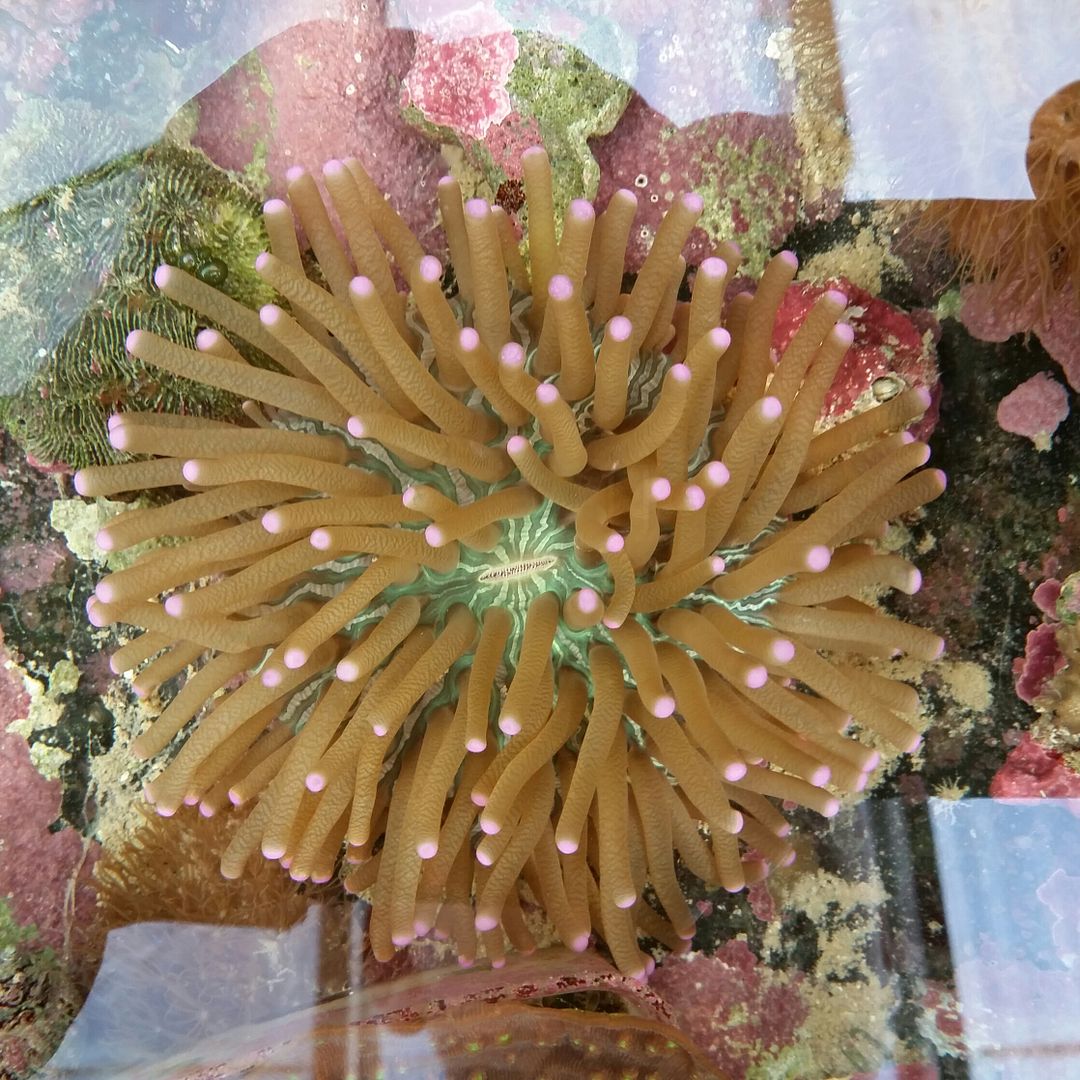 20160311 093418 1 zpsjw2faakv - We've Got It All!!! Only @ Tropicorium!!! Pics/Prices 4/11