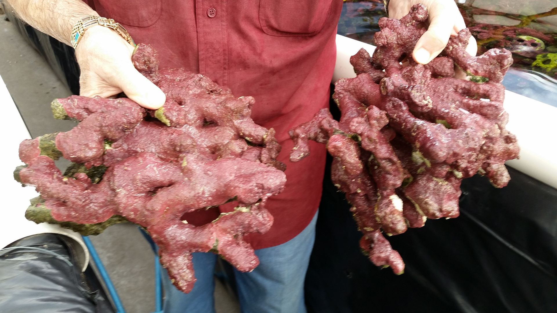 20160311 093443 zpseldmfkqv - We've Got It All!!! Only @ Tropicorium!!! Pics/Prices 4/11