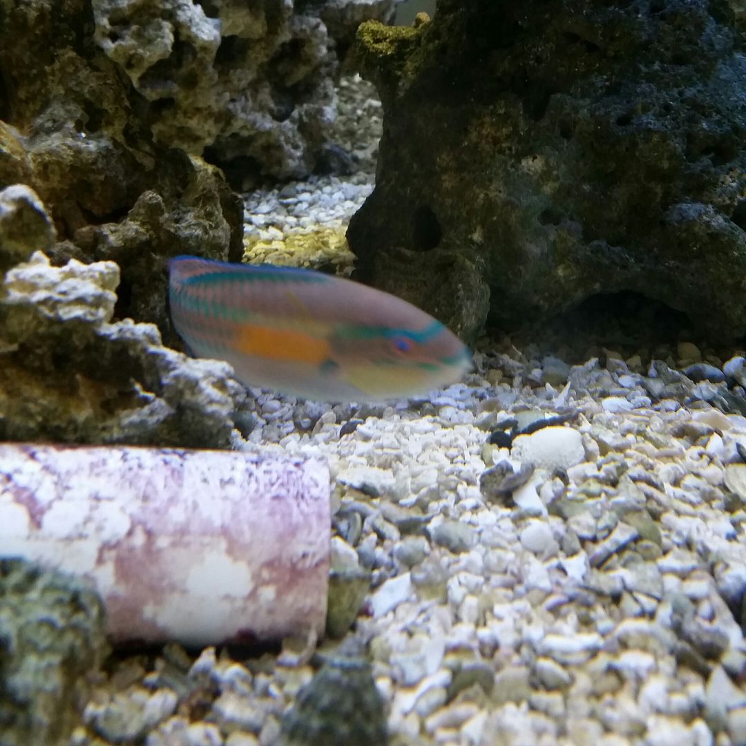 20160311 093516 1 zpsaoooxtuy - We've Got It All!!! Only @ Tropicorium!!! Pics/Prices 4/11