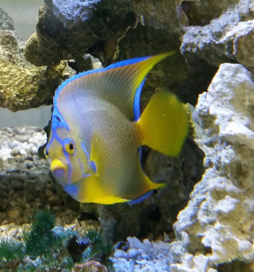 20160311 093552 1 zpsedtx2y9k - We've Got It All!!! Only @ Tropicorium!!! Pics/Prices 4/11