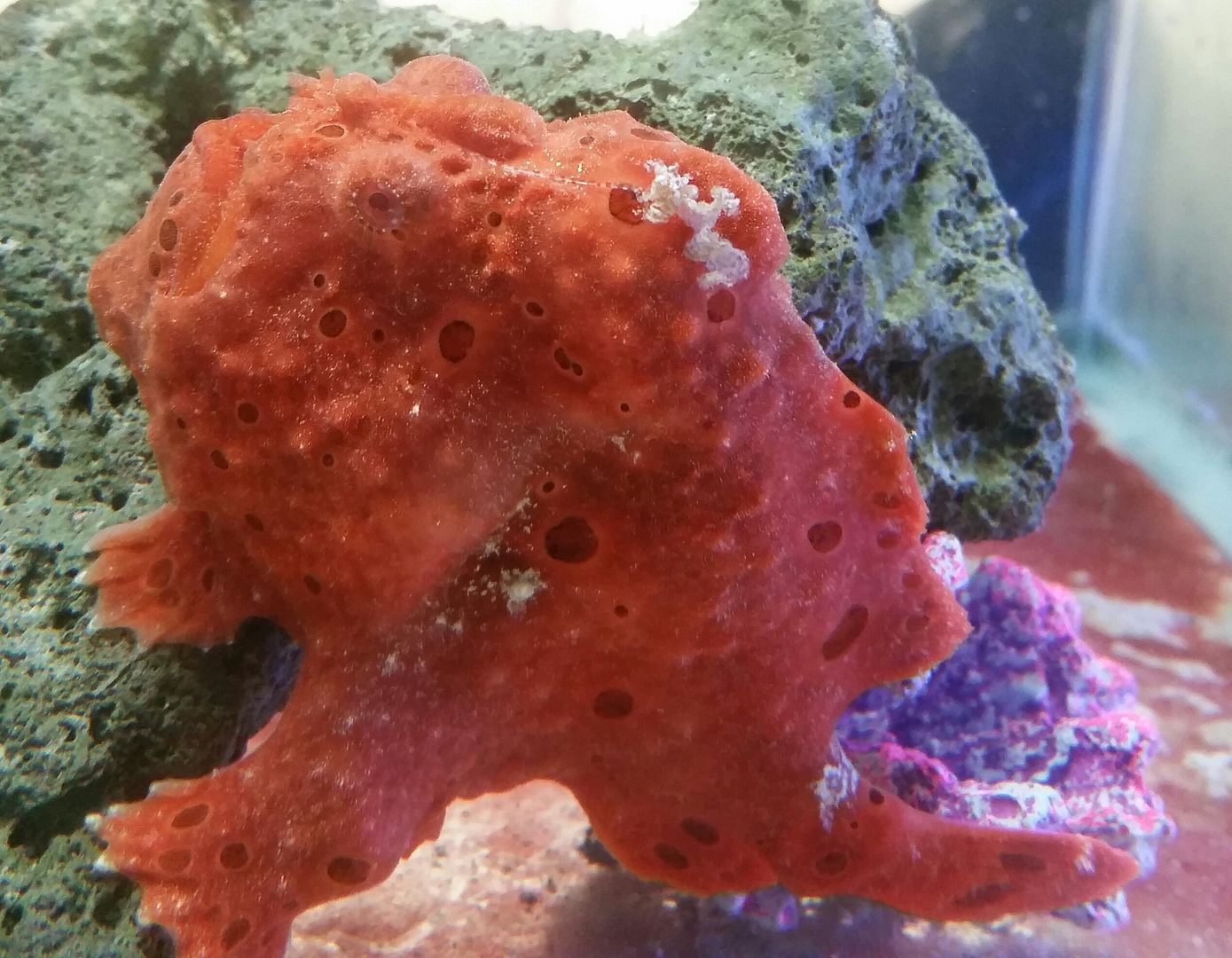 20160311 093641 1 zpshfogodcs - We've Got It All!!! Only @ Tropicorium!!! Pics/Prices 4/11