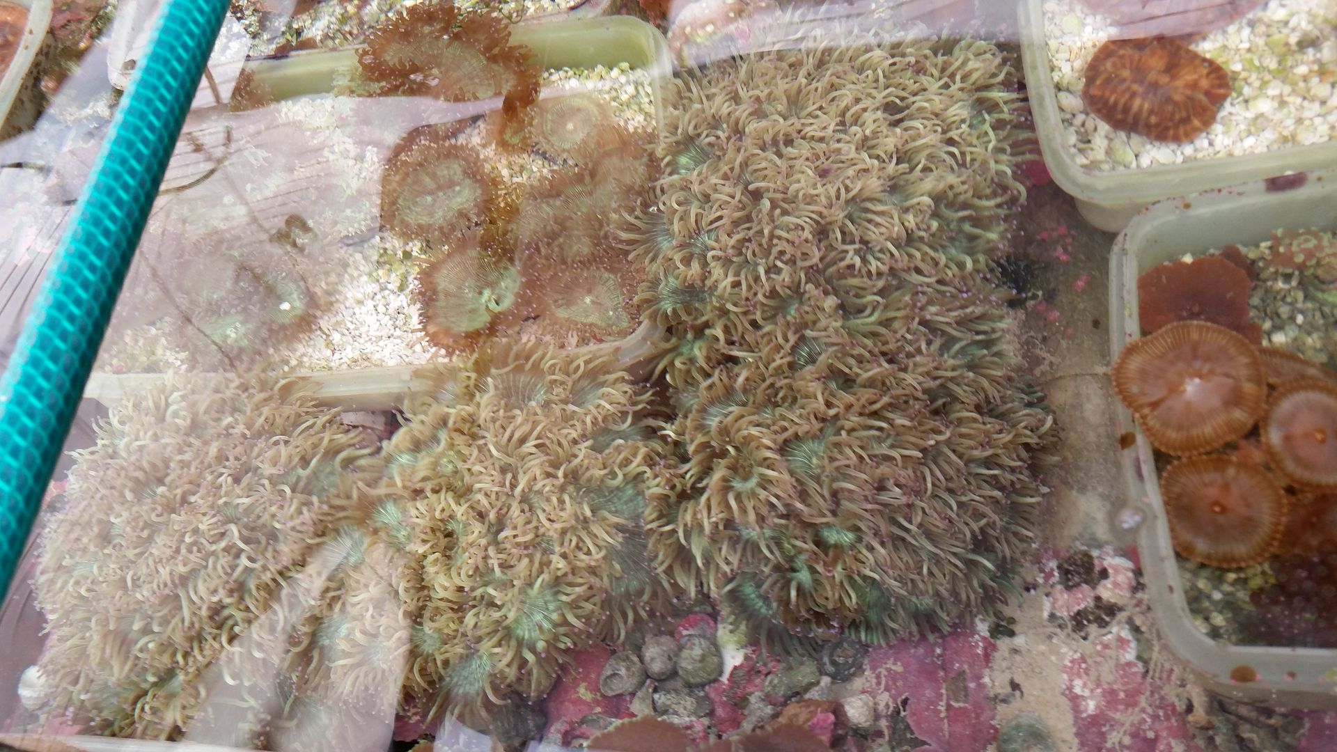 20160311 094446 zpsroka076y - We've Got It All!!! Only @ Tropicorium!!! Pics/Prices 4/11