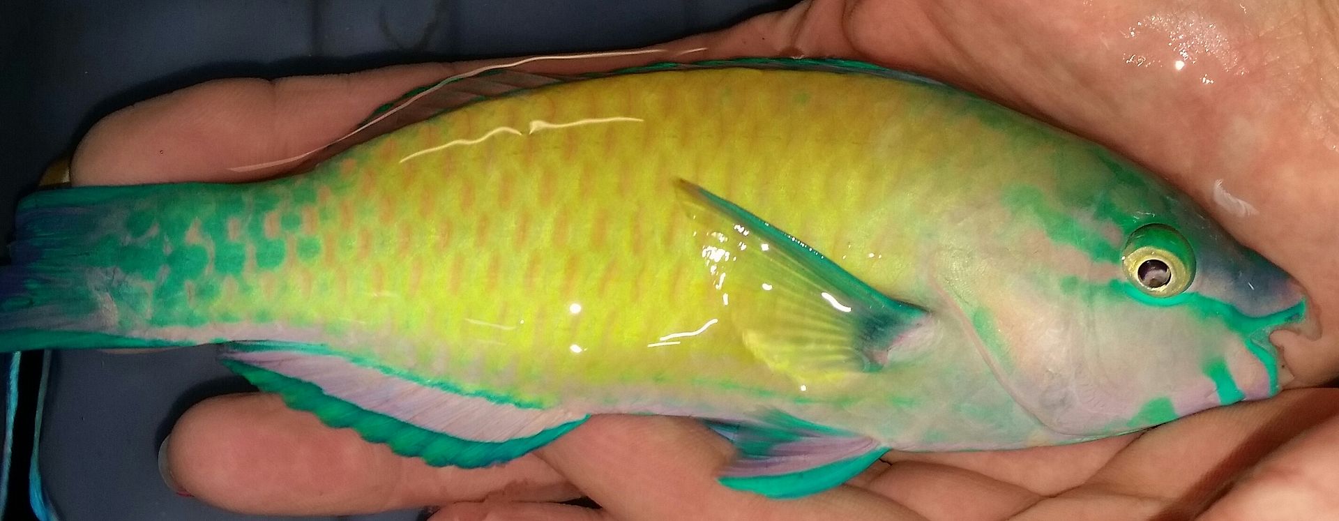 20160330 103848 1 zpsigoqamsb - Best Fish! Best Pics! Huge Coral Shipment OTW!!!