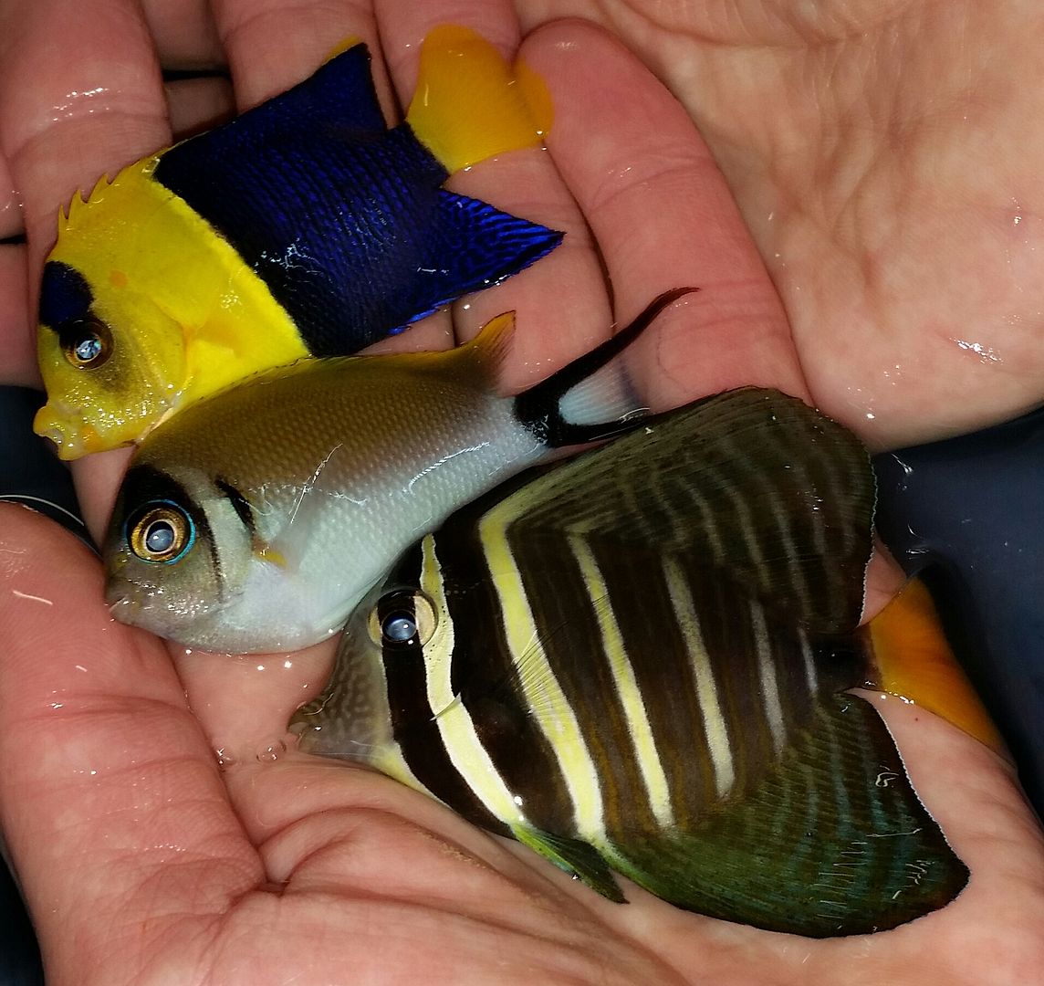 20160330 104151 1 zpscwq78rde - Best Fish! Best Pics! Huge Coral Shipment OTW!!!